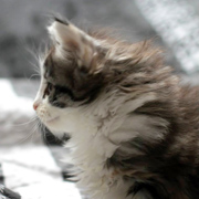 Betty Boop, 6 weeks