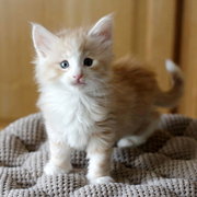 Boggart Humphrey, 6 weeks