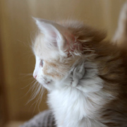 Boggart Humphrey, 6 weeks