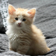 Boggart Humphrey, 6 weeks