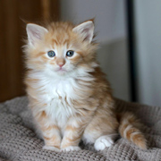 Butler Rhett, 6 weeks