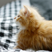 Butler Rhett, 6 weeks