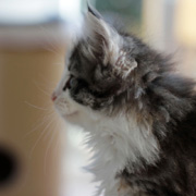 Betty Boop, 8 weeks