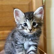 Billy the Kid, 6 weeks