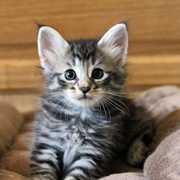 Billy the Kid, 6 weeks