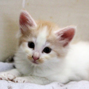 Bitter Creek, 6 weeks