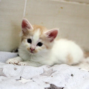 Bitter Creek, 6 weeks