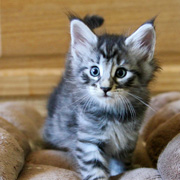 Butch Cassidy, 6 weeks