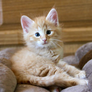 Butch Cassidy, 6 weeks