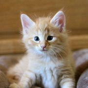 Butch Cassidy, 6 weeks
