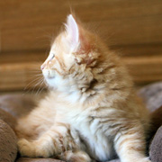 Butch Cassidy, 6 weeks
