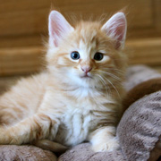 Butch Cassidy, 6 weeks