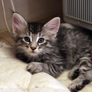 Billy the Kid, 8 weeks