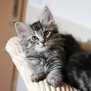 Billy the Kid, 8 weeks