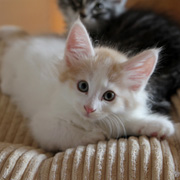 Bitter Creek, 8 weeks