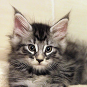 Butch Cassidy, 8 weeks