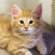Butch Cassidy, 8 weeks