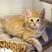 Butch Cassidy, 8 weeks