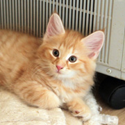Butch Cassidy, 8 weeks