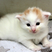 M1, 3 weeks