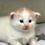 M1, 3 weeks