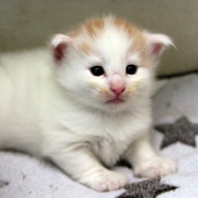 M1, 3 weeks