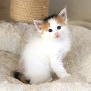 Belle, 5 weeks
