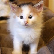 Belle, 5 weeks