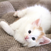 Bilbo Baggins, 5 weeks