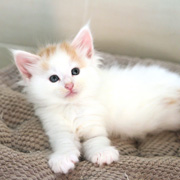 Bilbo Baggins, 5 weeks