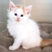 Bilbo Baggins, 5 weeks