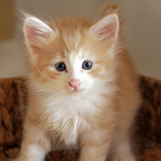 Boromir, 5 weeks