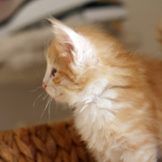 Boromir, 5 weeks