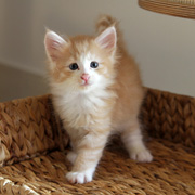 Boromir, 5 weeks