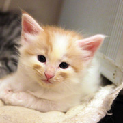 Bombadil, 5 weeks