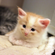 Bombadil, 5 weeks