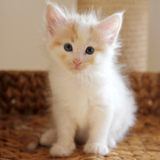 Bombadil, 5 weeks