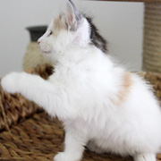 Beatriz, 7 weeks