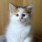 Belle, 7 weeks