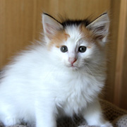 Belle, 7 weeks