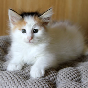 Belle, 7 weeks