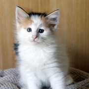 Belle, 7 weeks
