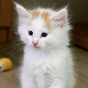 Bilbo Baggins, 7 weeks