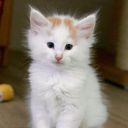 Bilbo Baggins, 7 weeks