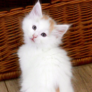 Bilbo Baggins, 7 weeks