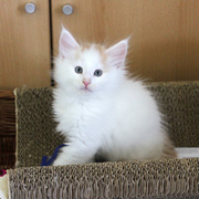 Bilbo Baggins, 7 weeks