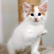 Bombadil, 7 weeks