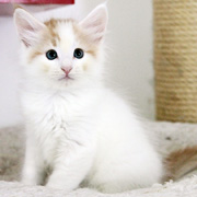 Bombadil, 7 weeks