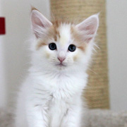 Bombadil, 7 weeks