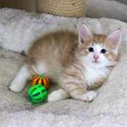 Boromir, 7 weeks